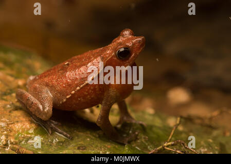 Eine gemeinsame südamerikanische Kröte (Rhinella margaritifera) Aufruf in einer regnerischen Nacht versucht, einen Partner zu gewinnen. Stockfoto