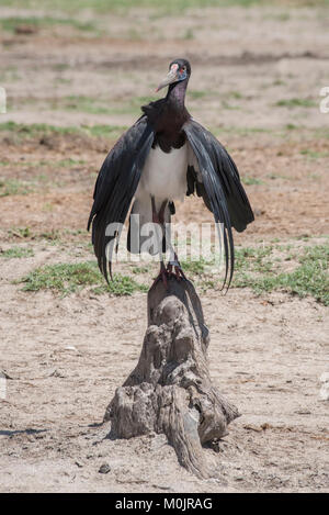 Abdim der Storch (Ciconia abdimii) kühlt sich in der Mittagshitze, erweiterte Flügel, Savuti, Chobe Nationalpark Chobe District Stockfoto