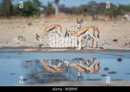 Springböcke (Antidorcas marsupialis) an einem Wasserloch, Nxai-Pan-Nationalpark, Ngamiland District, Botswana Stockfoto