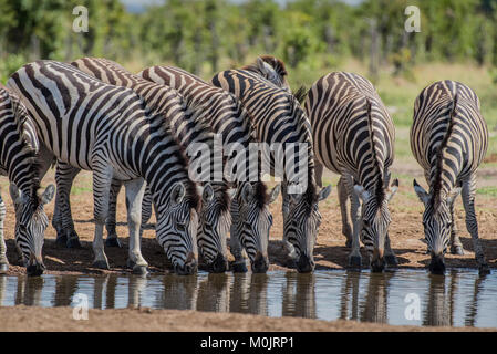 Burchell's Zebra (Equus burchelli), Herde, das Trinken an einem Wasserloch, Savuti, Chobe National Park, Botswana Chobe District, Stockfoto