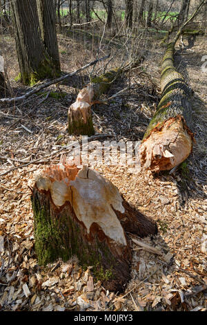 Der Baum gefallen, Spuren der Europäischen Biber (Castor Fiber), Tirol, Österreich Stockfoto