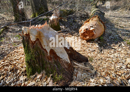 Der Baum gefallen, Spuren der Europäischen Biber (Castor Fiber), Tirol, Österreich Stockfoto