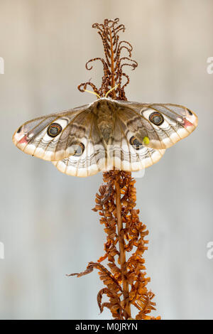 Kleine Kaiser Motte (Saturnia pavonia), Schwaz, Tirol, Österreich Stockfoto