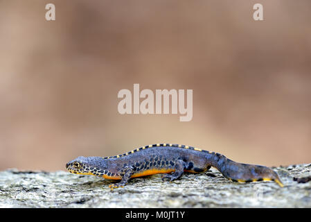 Bergmolch (Ichthyosaura alpestris), männlich, Nordrhein-Westfalen, Deutschland Stockfoto