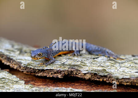 Bergmolch (Ichthyosaura alpestris), männlich, Nordrhein-Westfalen, Deutschland Stockfoto