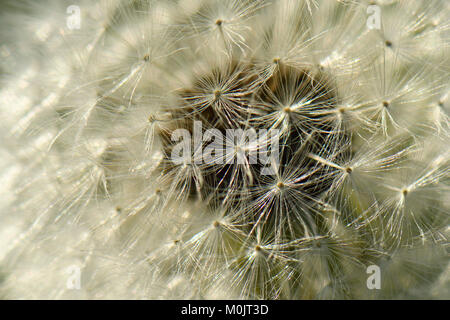 Verblasste Löwenzahn (Taraxacum officinale), Nahaufnahme, Deutschland Stockfoto