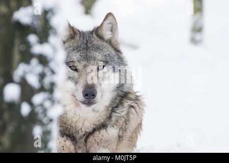 Grauer Wolf (Canis lupus) im Winter, Porträt, Captive, Deutschland Stockfoto