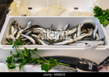 Rohe frische Sardellen auf Eis auf dem Fischmarkt in Savona, Ligurien, Italien Stockfoto