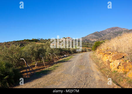 Eine staubige Straße mit einer Drahtbürstereinigen Zaun neben Hügel, Olivenhaine mit einer Villa Zypressen und Berge unter einem blauen Himmel in Andalusien Spanien Stockfoto