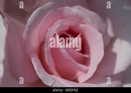 Eine Makroaufnahme eines Baby rosa Rose Stockfoto