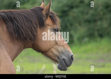 Bild von einem braunen Pferden Kopf und Mähne Stockfoto