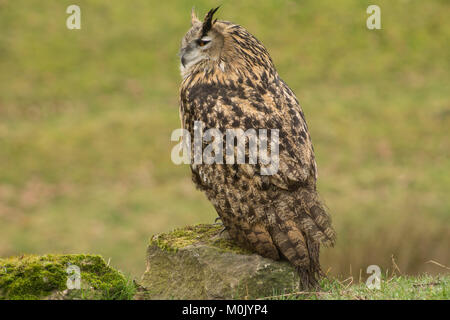 Uhu - Greifvögel und Eulen Stockfoto