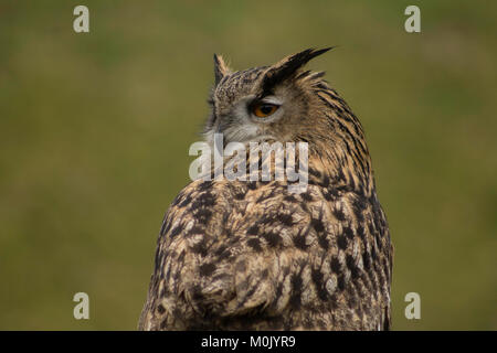 Uhu - Greifvögel und Eulen Stockfoto