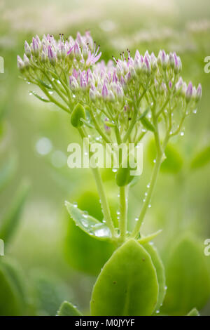 Blütenstand Stockfoto