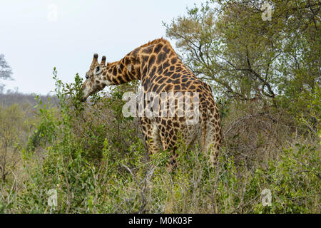 South African Giraffe oder Cape Giraffe (Giraffa Camelopardalis giraffa) Blätter vom Baum in den Krüger National Park, Südafrika Stockfoto