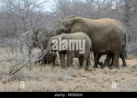 Matriarch Herde der Afrikanischen Elefanten (Loxodonta africana) im Krüger National Park, Südafrika Stockfoto