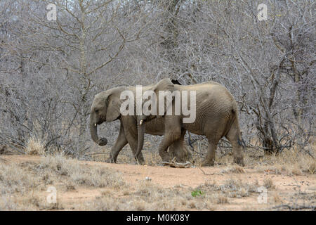 Zwei jungen afrikanischen Elefanten (Loxodonta africana) Beeilen Sie sich mit der matriarchin Herde in den Krüger National Park, Südafrika zu halten Stockfoto