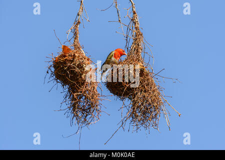 Red-headed Weaver Vogel (Anaplectes rubriceps rubriceps) ein Nest in den Krüger National Park, Südafrika Stockfoto