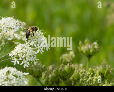 Einsame Bergbau Biene (Andrena bicolor) über Kuh Petersilie (Anthriscus sylvestris) Blüte Stockfoto