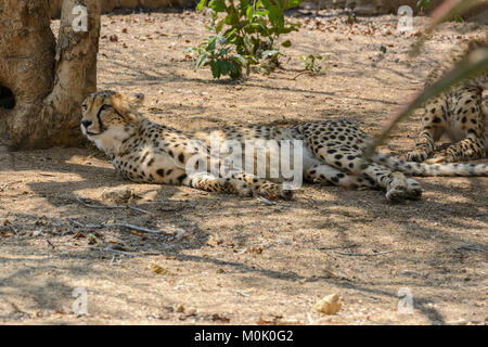 Geparden (Acinonyx jubatus) Entspannen im Schatten eines Baumes im Krüger National Park, Südafrika Stockfoto