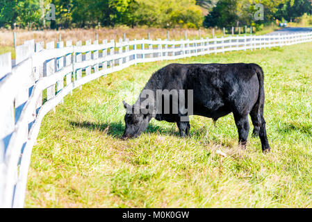 Eine schwarze Kuh closeup Beweidung auf die Weide in Virginia Farmen wiese feld Landschaft mit grünen Gras, weißen Lattenzaun Stockfoto