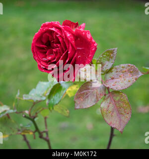 Winter rote Rose Blüte gegen verschwommenen Hintergrund. Einzelne Blume nur nach dem Regen mit Blüten sichtbar. Stockfoto