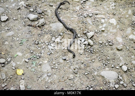 Viper ist gewöhnlich. Schlange auf der Straße. Die Schlange kriecht über den Boden mit Steinen. Stockfoto