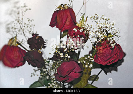 Ein Blumenstrauß verwelkt roten Rosen auf dem Hintergrund einer gefrorenen Fenster Stockfoto