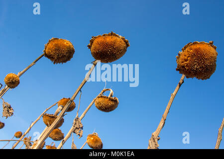 Sonnenblumenkerne Köpfe auf der Farm beiseite legen Stockfoto