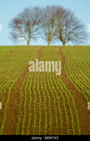 Herbst gepflanzt für landwirtschaftliche Kulturpflanzen Stockfoto