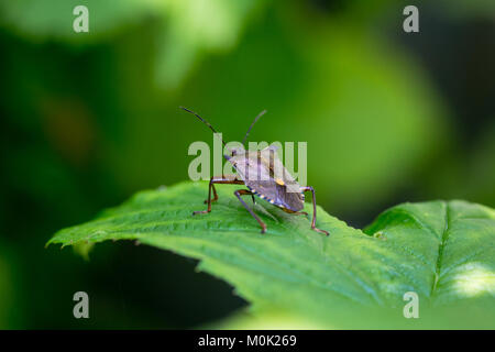 Ein Wald Bug oder Red-Legged Shieldbug (Pentatoma rufipes) Stockfoto