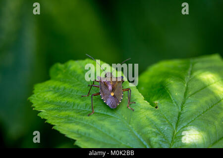 Ein Wald Bug oder Red-Legged Shieldbug (Pentatoma rufipes) Stockfoto