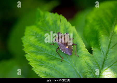 Ein Wald Bug oder Red-Legged Shieldbug (Pentatoma rufipes) Stockfoto