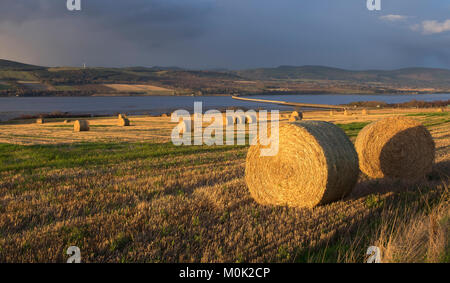 Ballen Heu oder Stroh in einem Feld auf dem Black Isle neben der Straßenbrücke über den Cromarty Firth, Schottland. Stockfoto