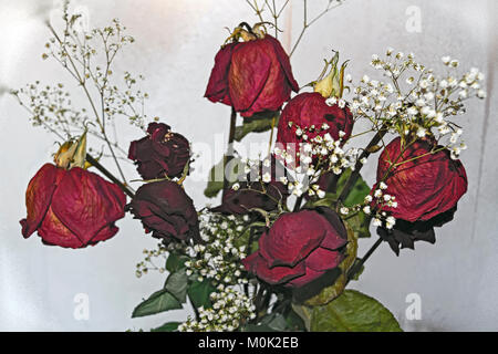 Ein Blumenstrauß verwelkt roten Rosen auf dem Hintergrund einer gefrorenen Fenster Stockfoto