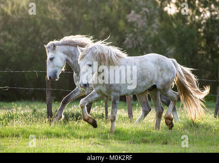 Weiße Camargue Pferd auf den natürlichen Hintergrund. Camargue. Frankreich Stockfoto