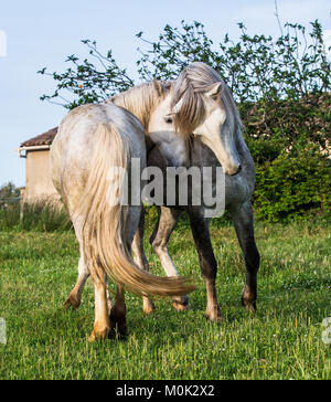 Weiße Camargue Pferd auf den natürlichen Hintergrund. Camargue. Frankreich Stockfoto