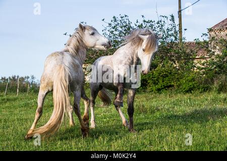 Weiße Camargue Pferd auf den natürlichen Hintergrund. Camargue. Frankreich Stockfoto