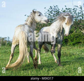 Weiße Camargue Pferd auf den natürlichen Hintergrund. Camargue. Frankreich Stockfoto