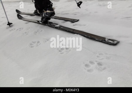 Touristen ski Vergangenheit wolf Titel der Schnee an der Yellowstone National Park im Winter Januar 7, 2018 in Wyoming. Stockfoto