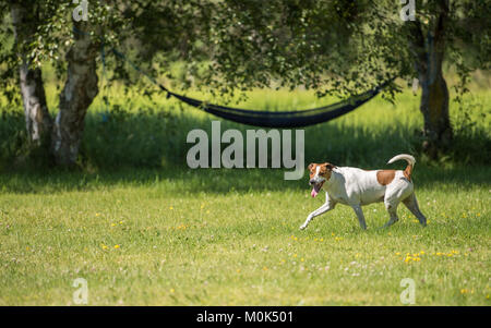 Sieben Jahre alten Dänisch Schwedisch Farmdog spielen holen im Sommer in Schweden. Stockfoto