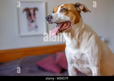 6-year-old Danish Swedish Farmdog posieren in einem Schlafzimmer vor seinem Portrait. Stockfoto