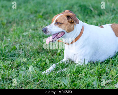 5-year-old Danish Swedish Farmdog ruht auf einem Rasen. Diese Rasse, die aus Dänemark und Südschweden stammt ist lebhaft und freundlich. Stockfoto