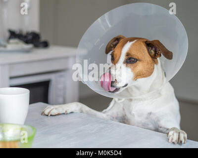 5-year-old Danish Swedish Farmdog mit schützenden Halskragen. Diese Rasse, die aus Dänemark und Südschweden stammt ist lebhaft und f Stockfoto