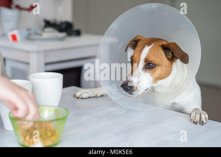 5-year-old Danish Swedish Farmdog mit schützenden Halskragen. Diese Rasse, die aus Dänemark und Südschweden stammt ist lebhaft und f Stockfoto