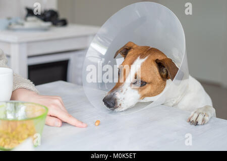 5-year-old Danish Swedish Farmdog mit schützenden Halskragen. Diese Rasse, die aus Dänemark und Südschweden stammt ist lebhaft und f Stockfoto