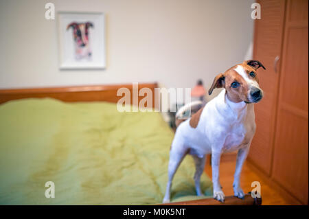 6-year-old Danish Swedish Farmdog posieren in einem Schlafzimmer vor seinem Portrait. Stockfoto