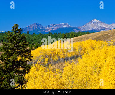 Herbstfarben von Espen unter der anaconda-Reihe im Wildtierschutzgebiet von Mount haggin in der Nähe von Anaconda, montana Stockfoto