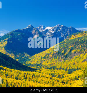 Herbstlerche im Elchbach-Tal unterhalb namenfreier Gipfel in der Wildnis der Missionsberge bei condon, montana Stockfoto