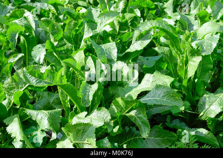 Anlage Meerrettich. Würzige Pflanzen im Garten. Meerrettich ist in den Garten. Stockfoto